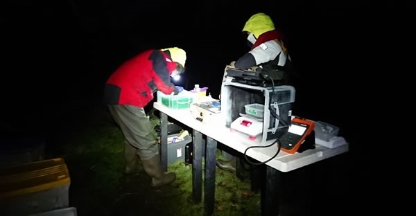 Acoustic tagging sea trout and salmon smolts for SAMARCH