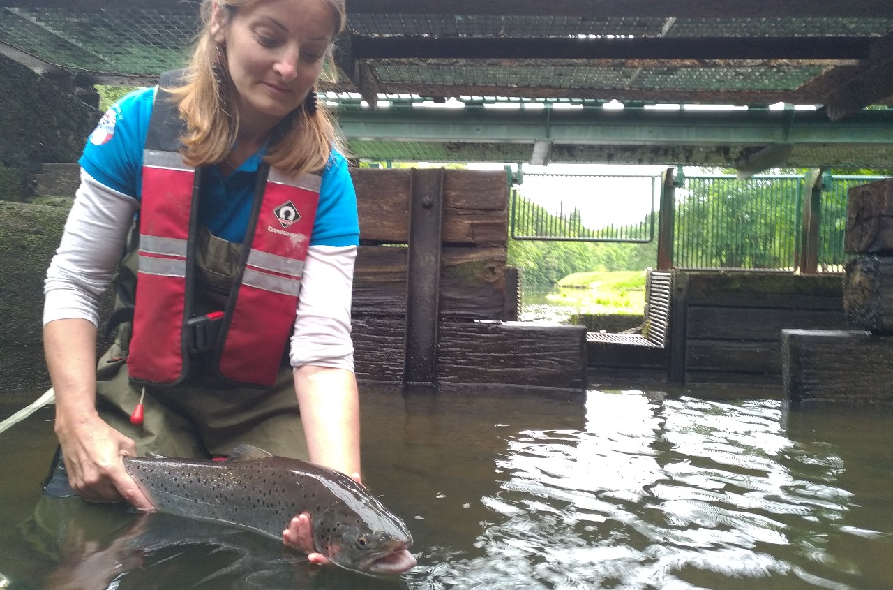 New insights into sea trout at sea