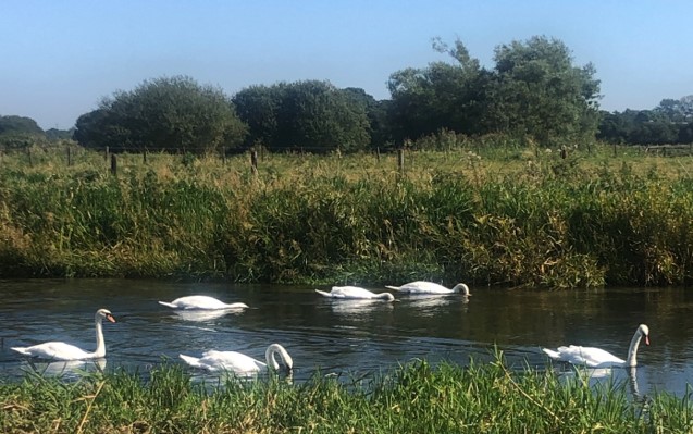 Electric-fishing with the Fish-Whisperers on the River Frome