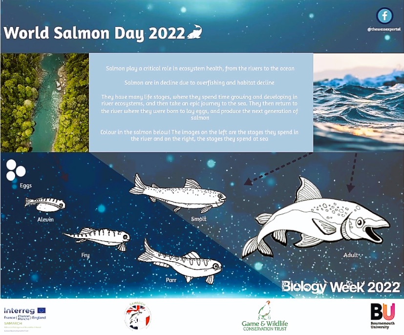 World Salmon Day 2022
