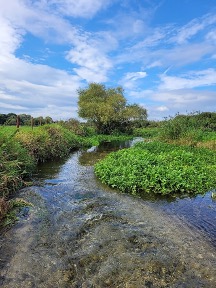 Salmon numbers ‘below long term average’ in UK chalk streams