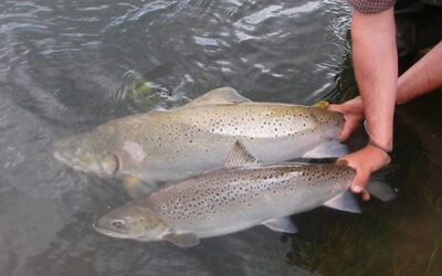Protecting wild salmon and sea trout in coastal waters 