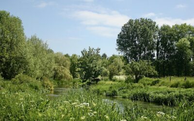 Online Event: Talking Chalkstream Salmon